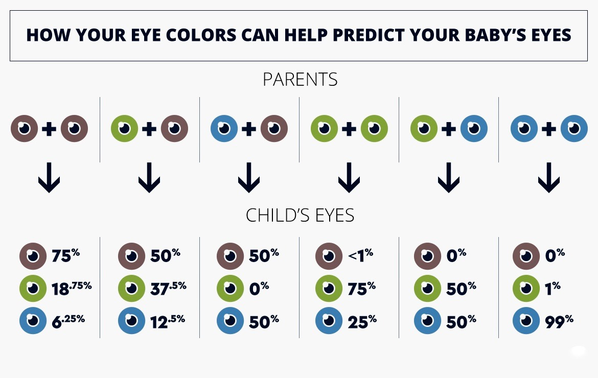 How Your Eye Color Can Help Predict Your Baby&amp;#039;S Eyes : R/Coolguides with regard to Printable Eye Color Chart